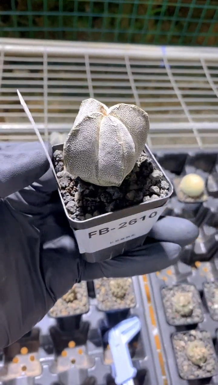 【闪购商品】恩冢鸾凤玉FB-2610