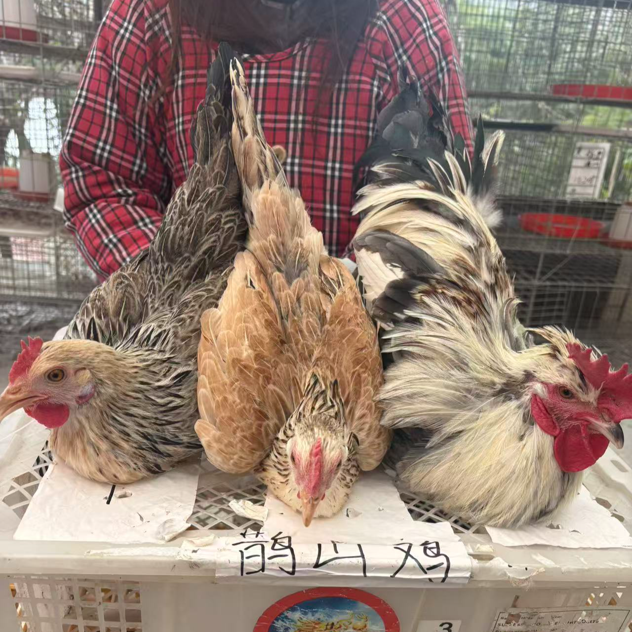 散养土鸡 冰鲜发货  肉质紧实