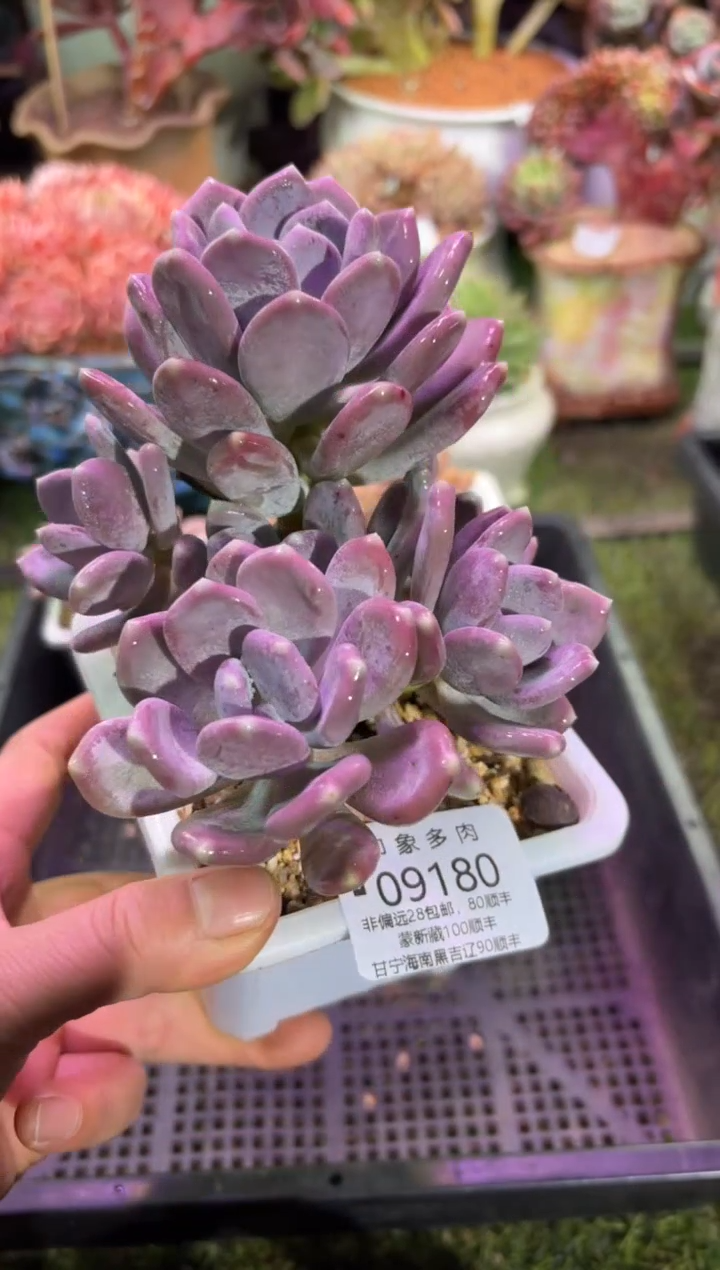 【闪购商品】09180