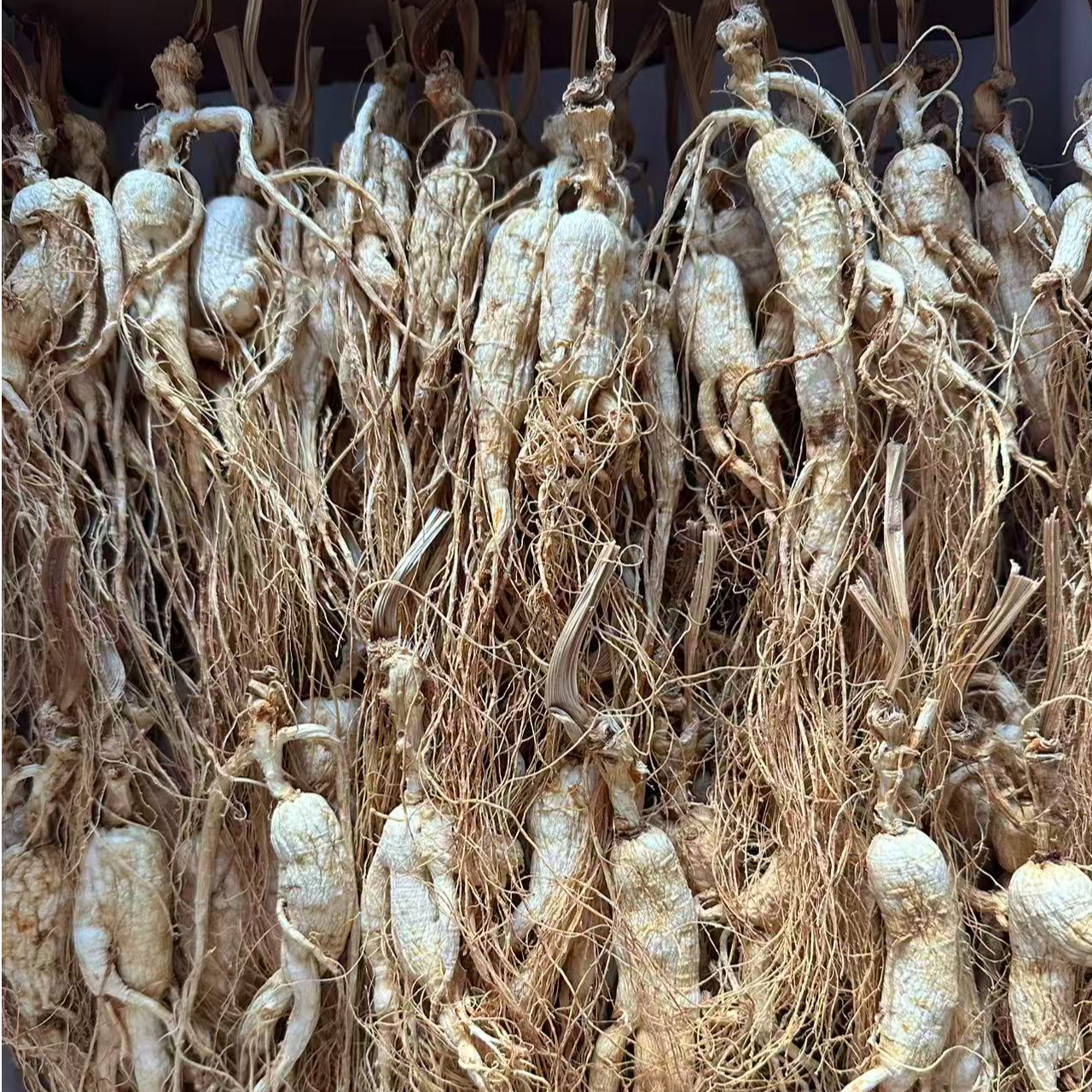 长白山林下残参（残参）10--15年泡酒煲汤泡酒（残参）