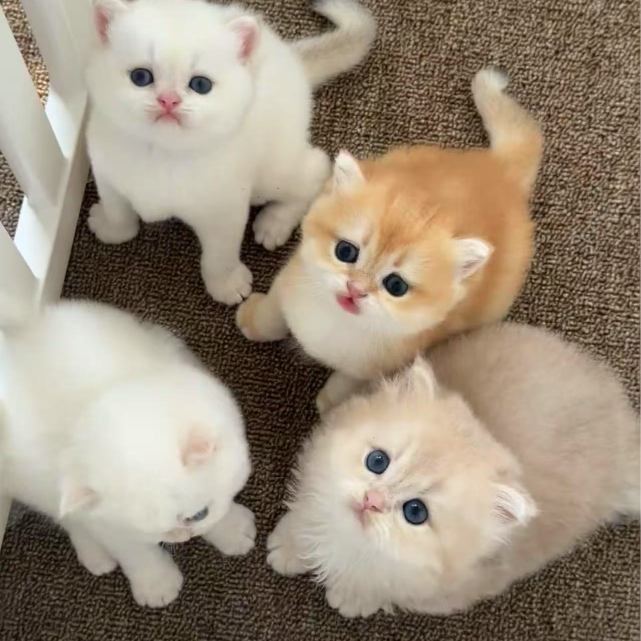 如意猫舍定金链接