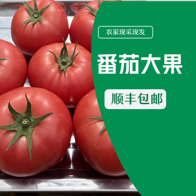 【顺丰包邮】【大果】云南陆良自种沙瓤番茄 现摘现发 天然绿色番茄
