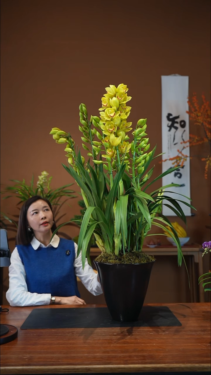 无花朵月影盆景盆景盆景