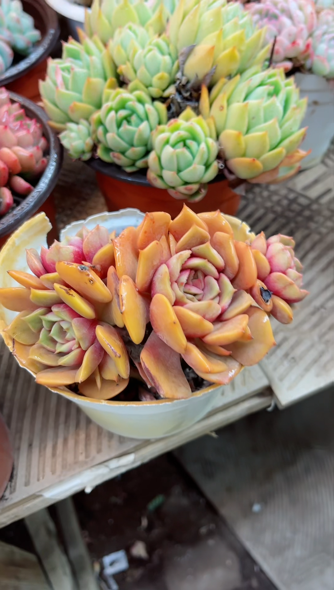 【闪购商品】05013