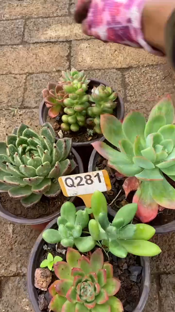 Q281多肉组合默认脱土发货