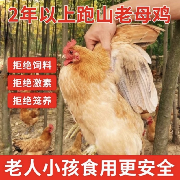 清仓【买1送1】买1只2年老母鸡送1只2年老母鸡，现宰现杀，新鲜包邮到家-单只净重2.5斤到3斤，到手2只净重5到6斤