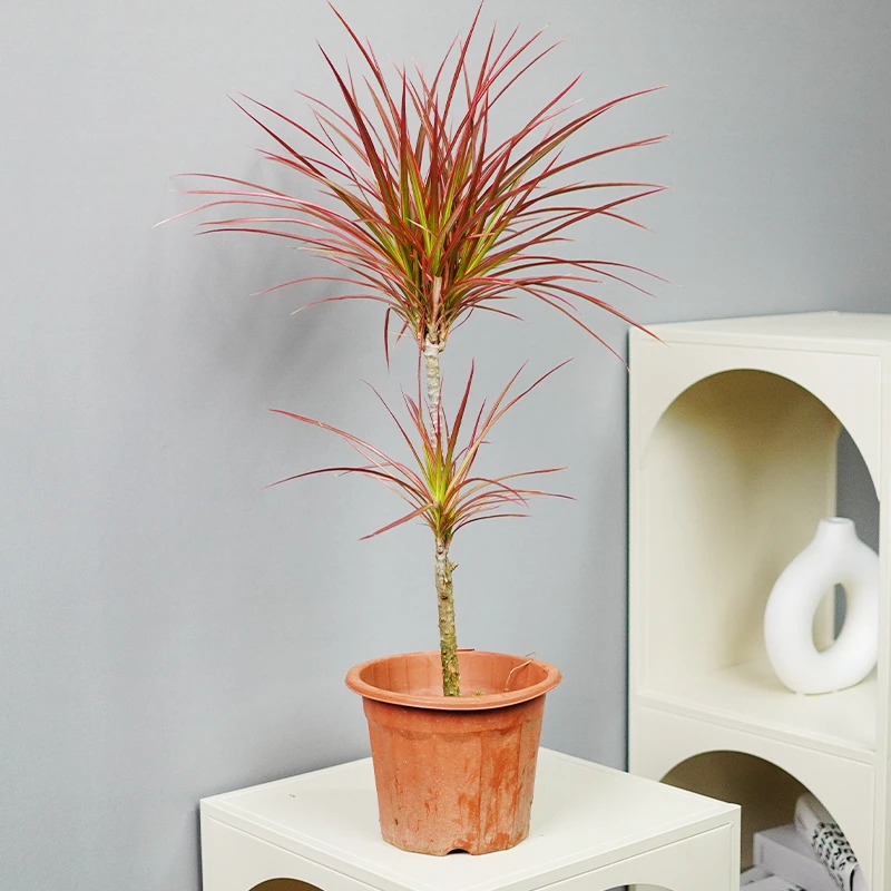 千年木七彩铁马尾铁老桩北欧简约室内净化空气网红绿植