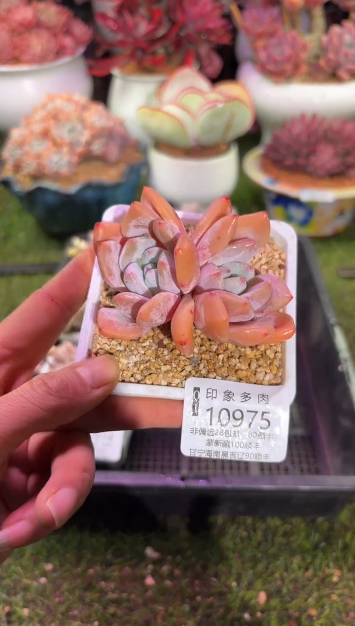 【闪购商品】10975