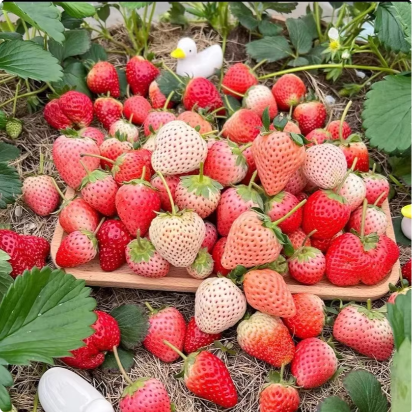 【小穴盘爆根苗】福利款新手草莓苗奶油宁玉甜宝红颜草莓穴盘苗