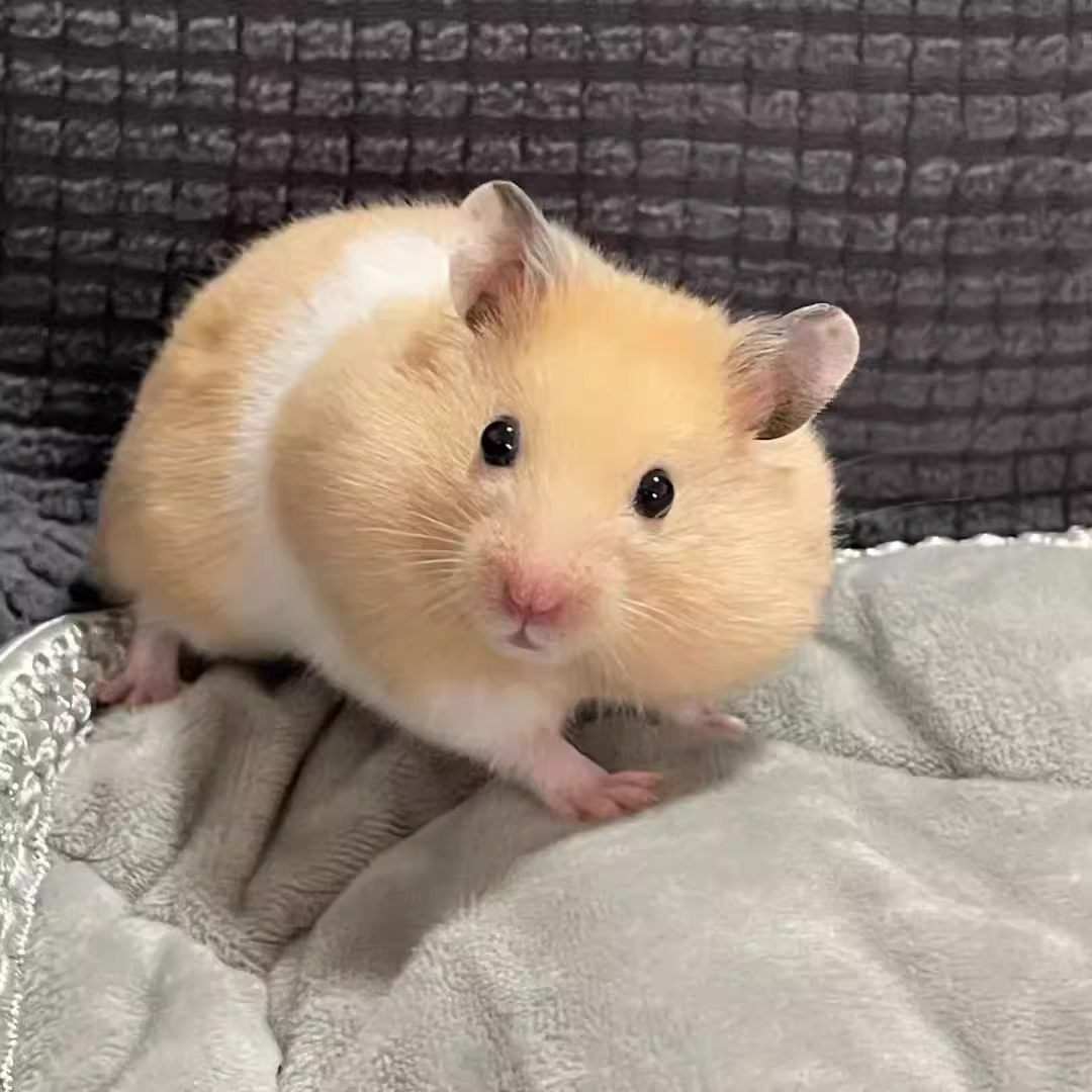 直播挑选卷毛波利家养温顺金丝熊长毛直毛黑波蜜波火波黄波小宠物