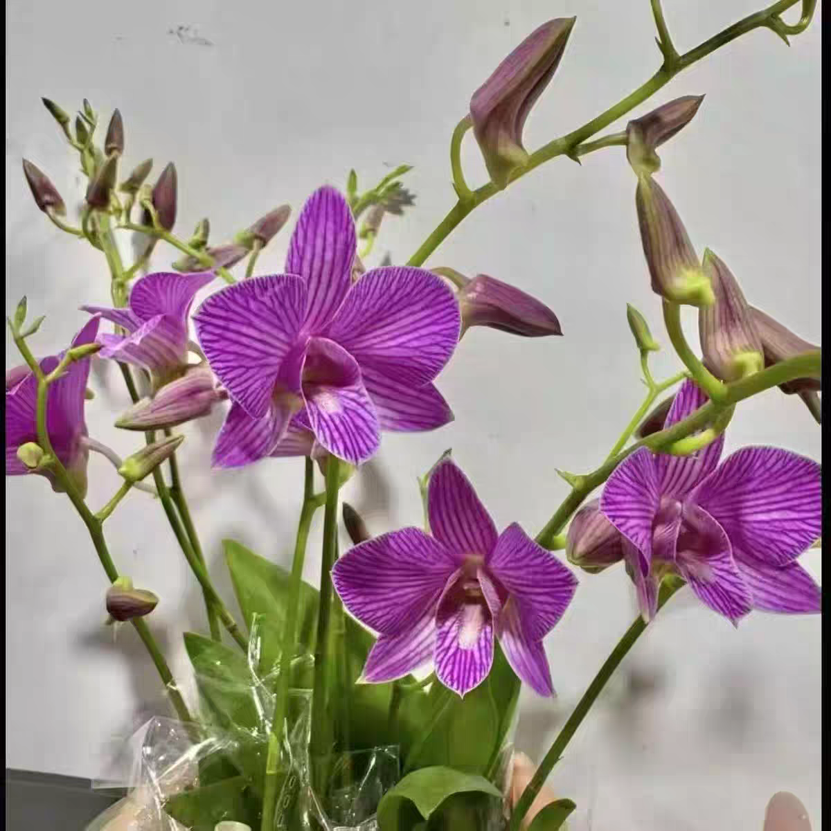 浪漫樱花秋石斛兰盆栽带花苞花期玫瑰长新手好养护花卉绿植