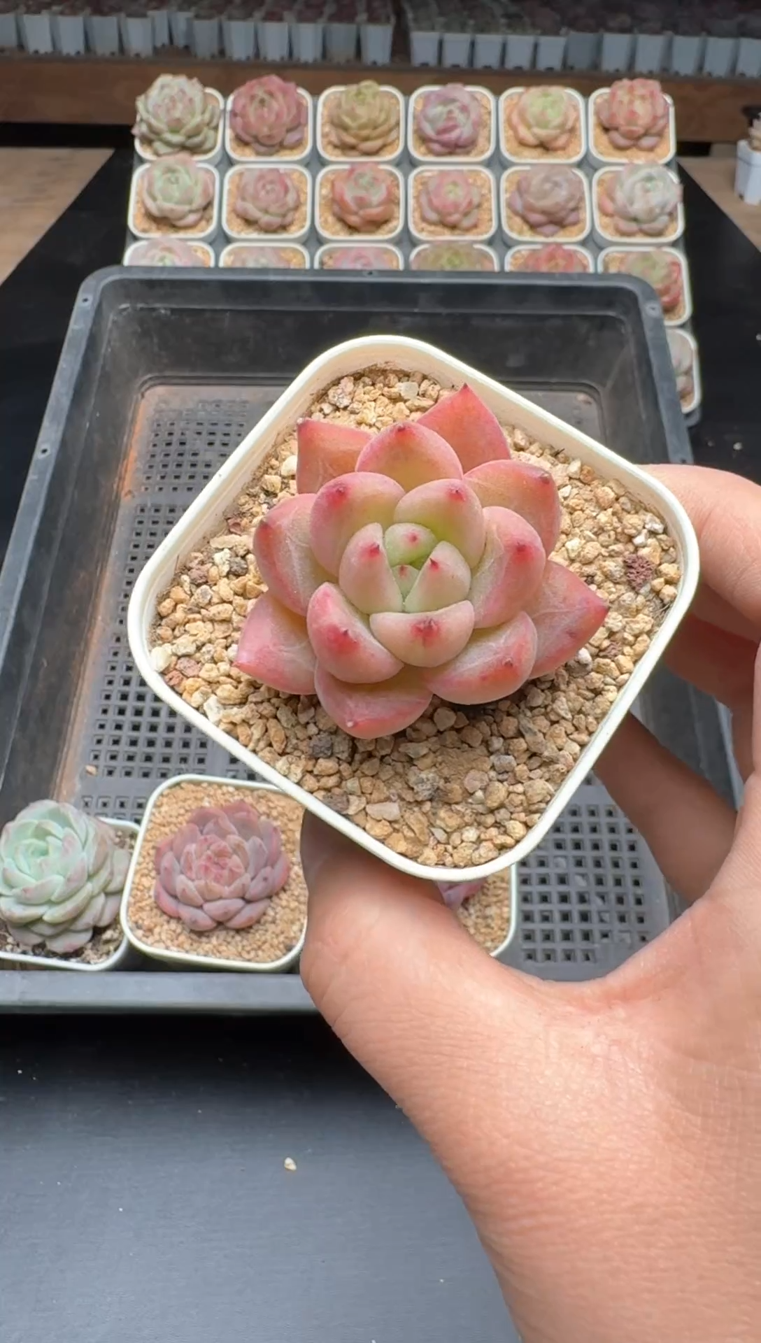 【闪购商品】607E号一物一拍多肉花卉植物3颗起发