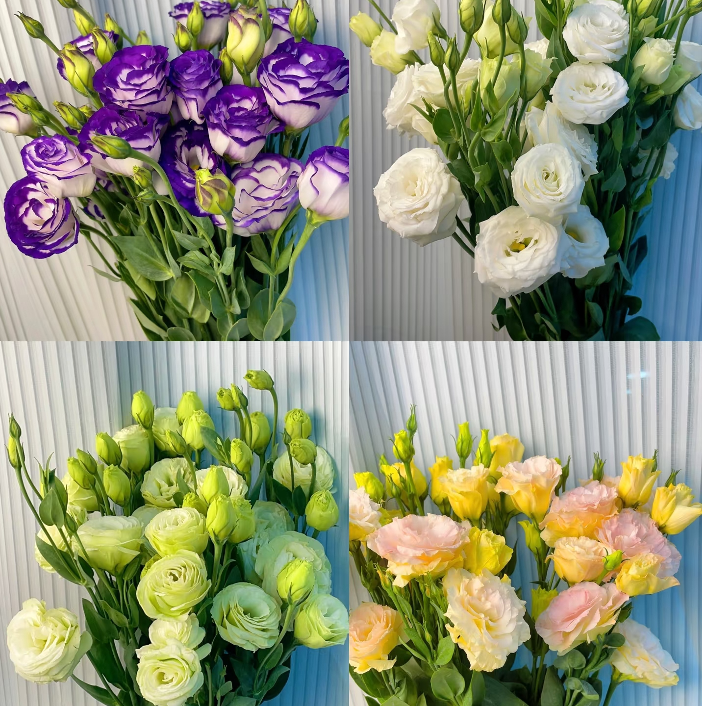 洋桔梗无刺玫瑰：（一单也包邮。两单同一地址及以上送配草和保鲜剂）