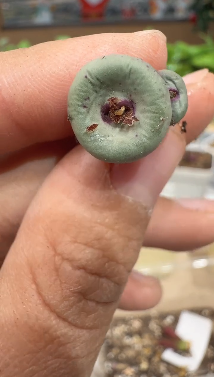 28-62多肉植物肉锥