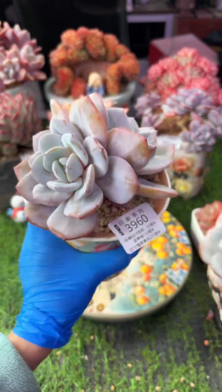 昆明印象多肉3960