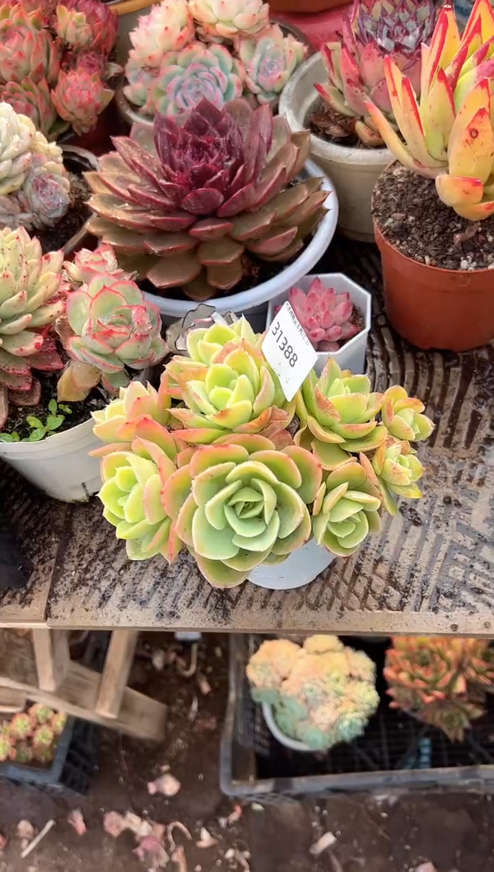❄**球多肉植物一物一拍31388