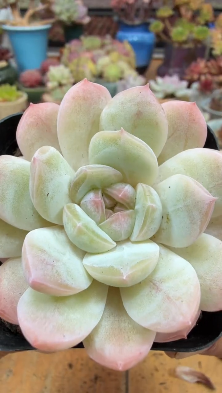 东云多肉园二店-665