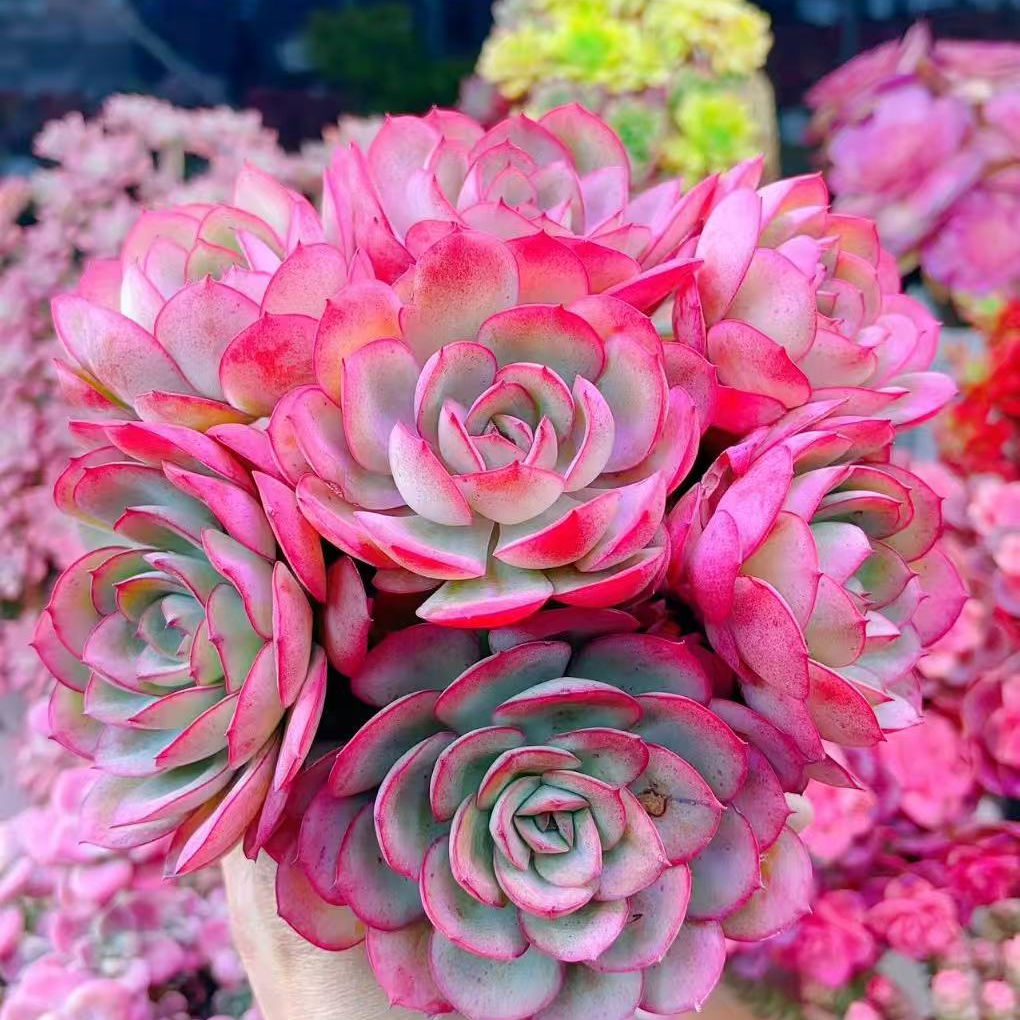 新品{荷花仙子} 带盆土发  新手好养活 室内外养 金喜多肉