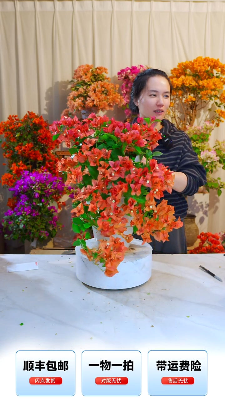 大部分开放少量花苞佩德罗