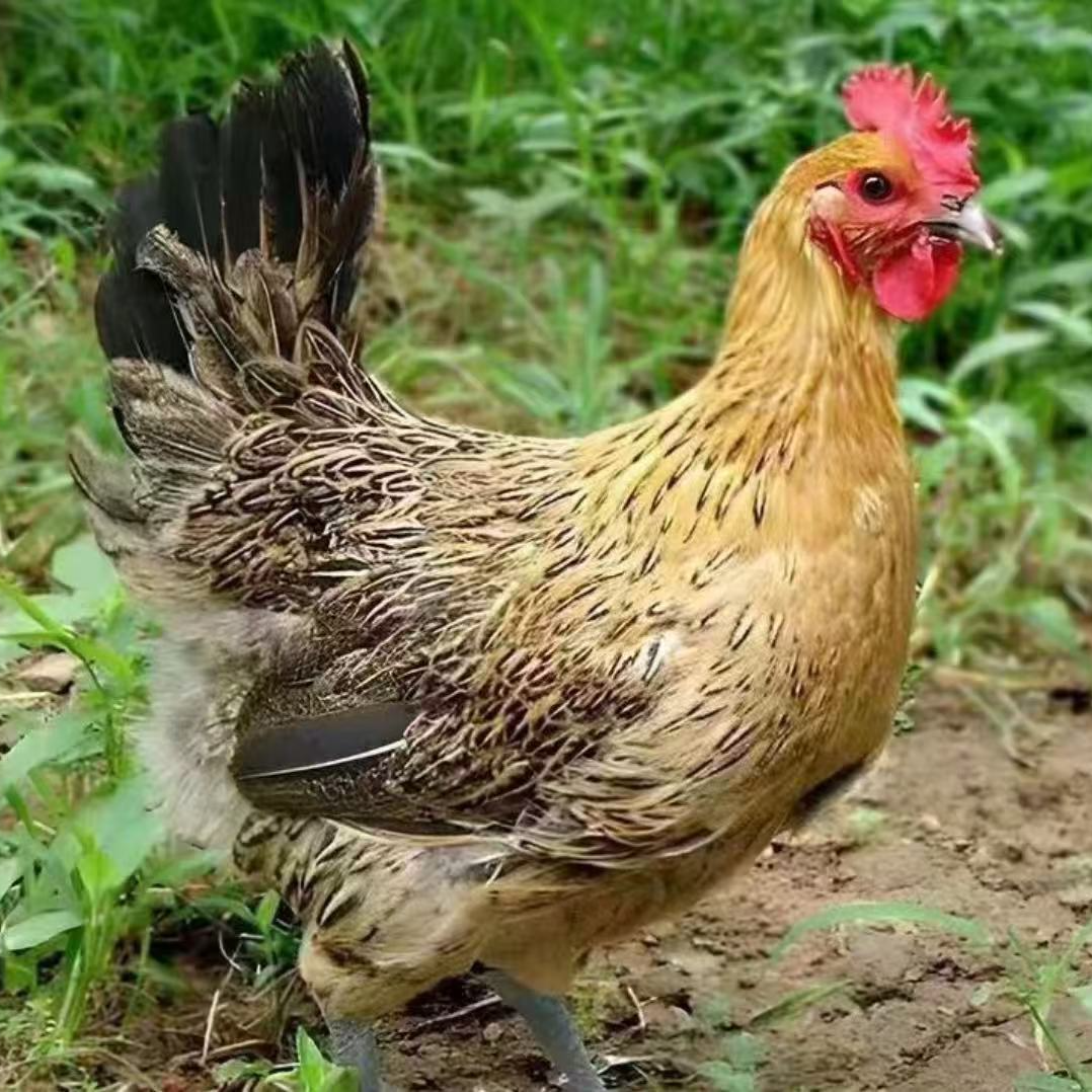 带框麻羽鸡发货99元4只