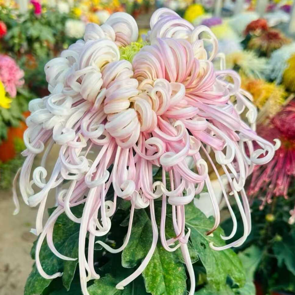 【盘龙嫦娥】大花富贵菊花盆栽九月菊 开花漂亮耐寒