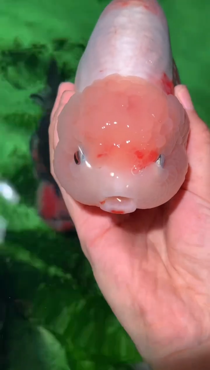 金鱼（运费自理，马印灯照射）福州追鱼兰寿金鱼