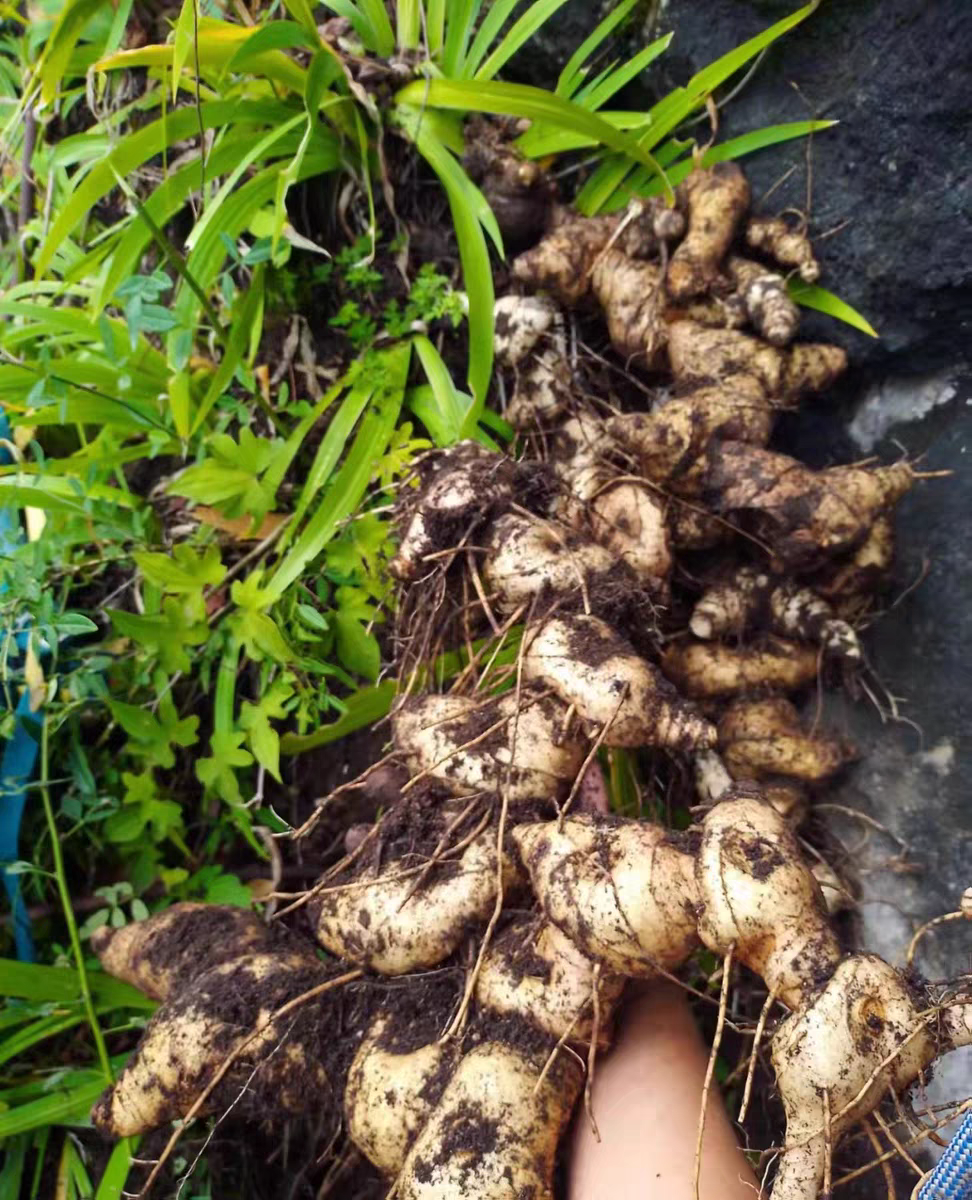 深山现挖老虎姜新鲜甜黄精四川多花品种带须带芽可种植