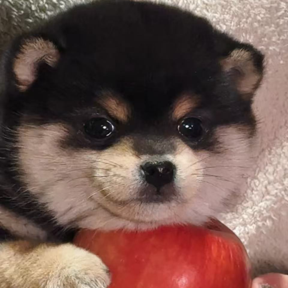 恩宝家黑柴赤柴白柴豆柴幼犬