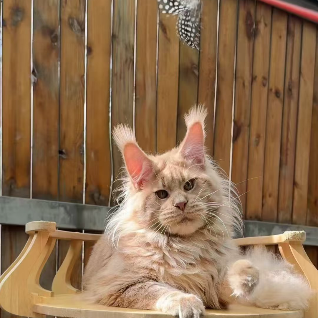 希望喵宠精品缅因库恩猫全色（银虎纯白开米棕虎玳瑁蓝虎）幼崽活体