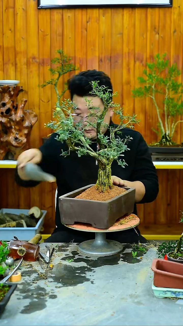 郭*福建闽江雀舌皱皮黄杨