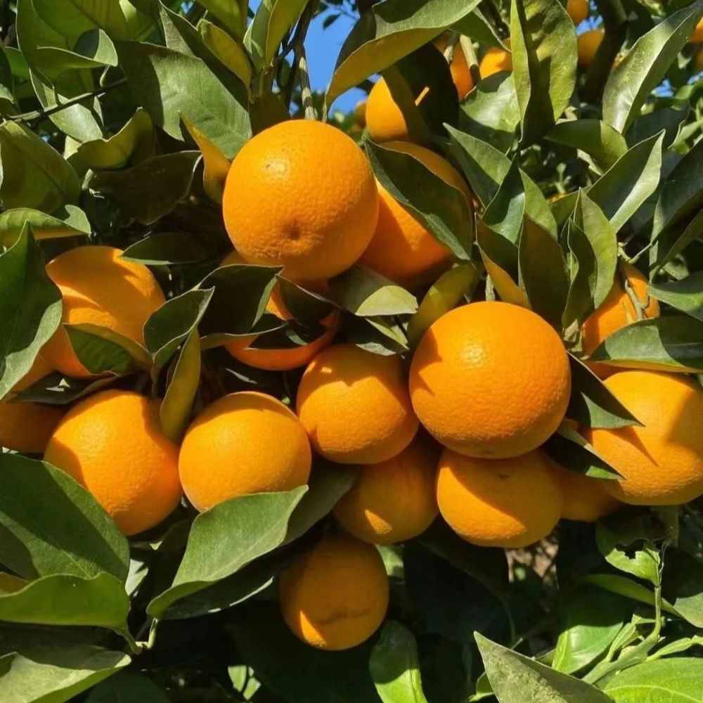 正宗罗甸脐橙产地直发新鲜现摘香甜多汁橙子