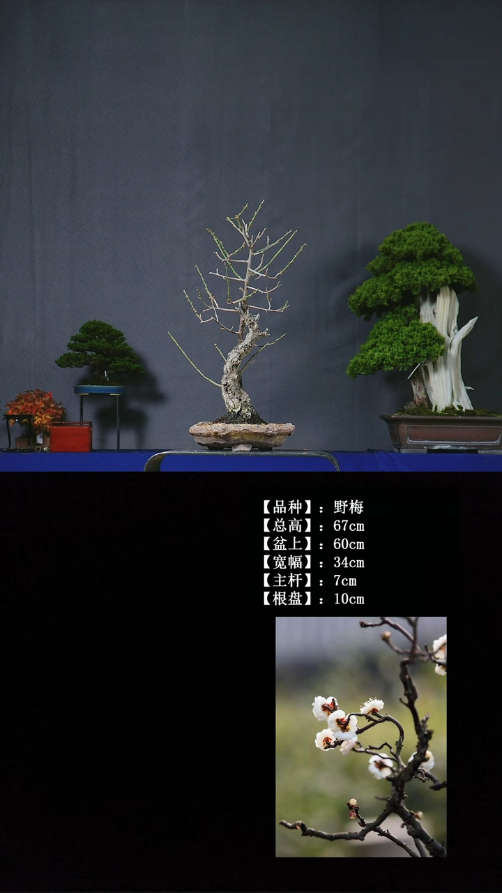 以实际为准野梅 不包邮