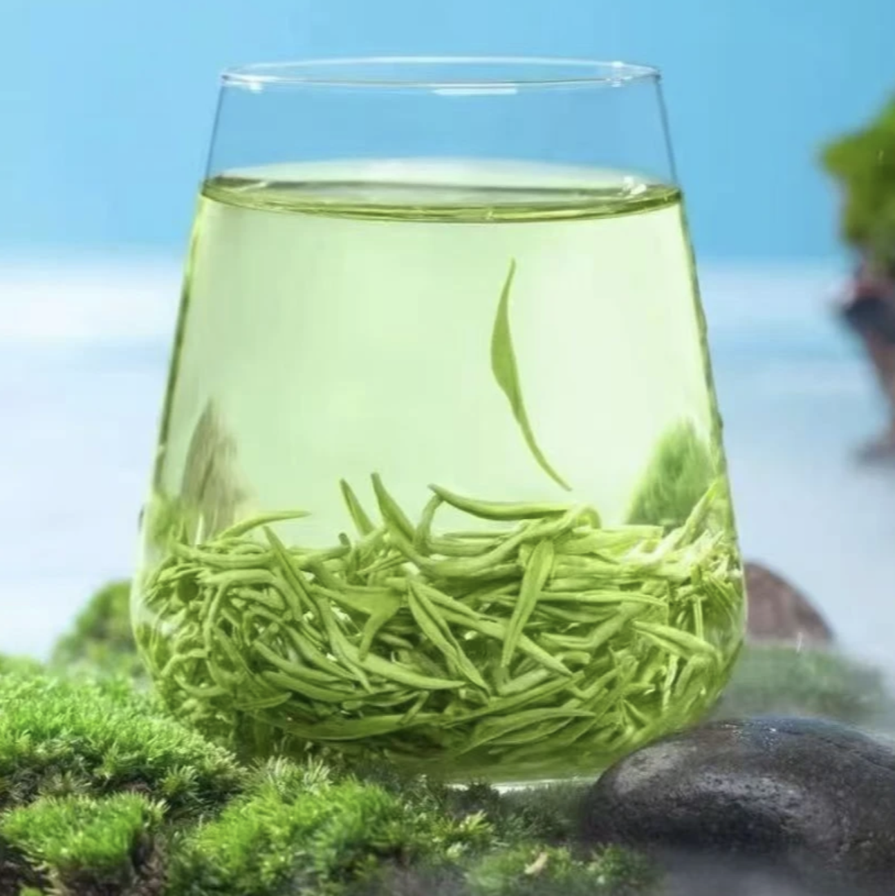 2025年新茶高山云雾绿茶毛尖茶叶浓香型500克