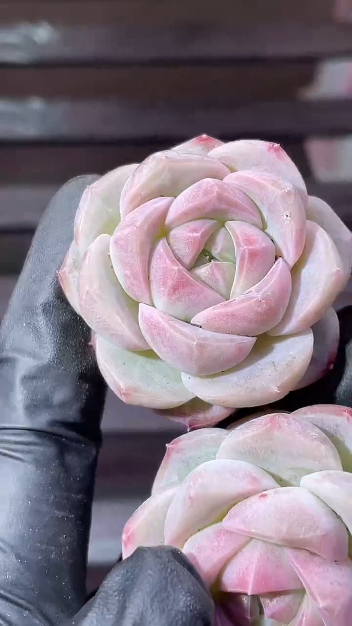 37-81 粉灵珠3-4厘米量拍发一颗