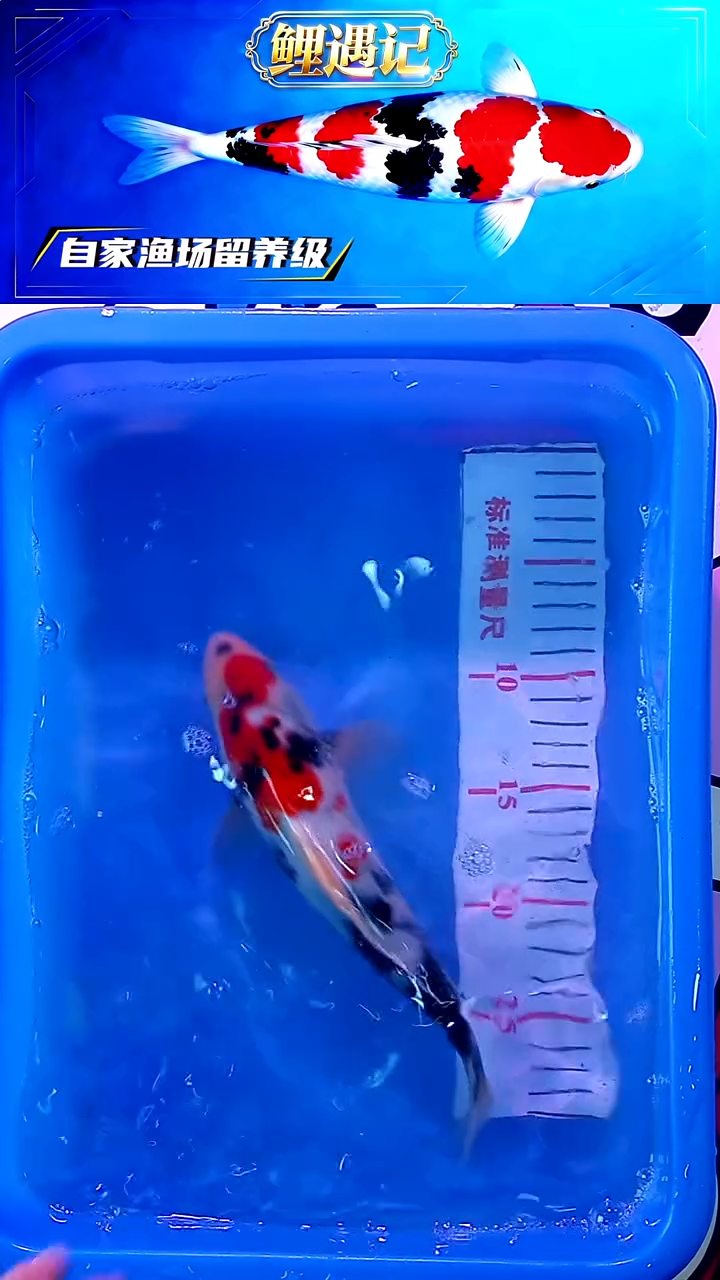 锦鲤12月23日锦鲤39