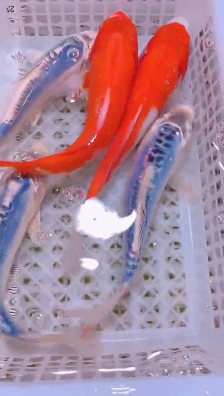 锦鲤冷水观赏鱼全场包邮41