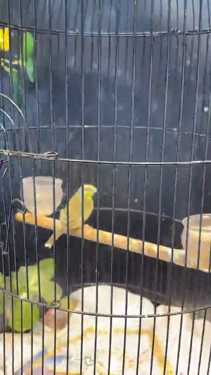 35号 金清 养笼0元起拍 