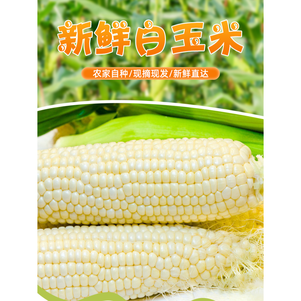 【农家自种】新鲜白甜糯玉米棒子现采带皮发货5斤