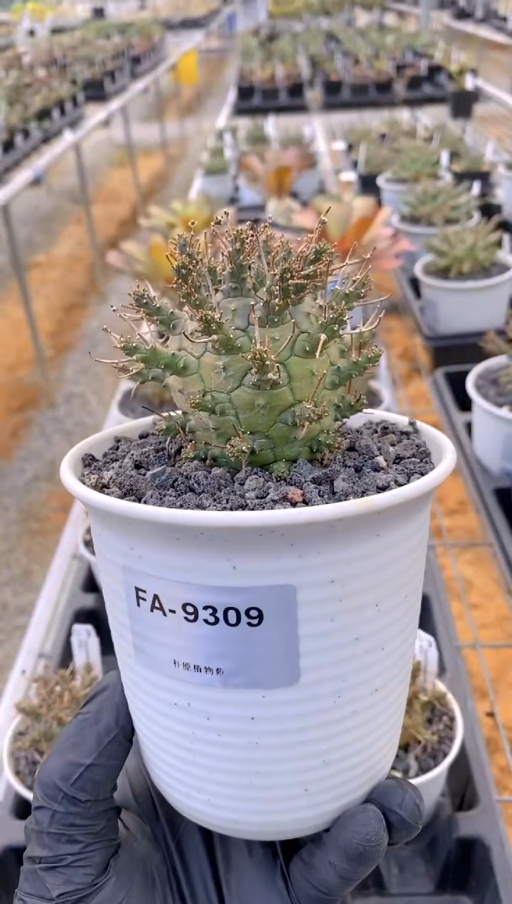 【闪购商品】绿鬼玉FA-9309