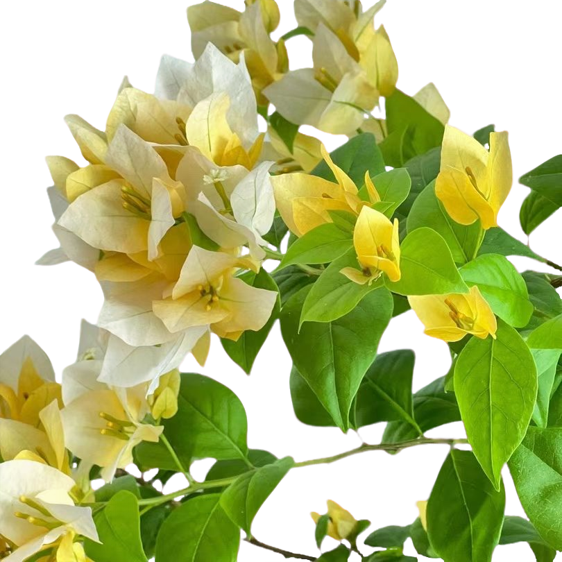 三角梅三角梅勤花品种，变色龙苏瓦娜雪紫花卉绿植，四季开花，。