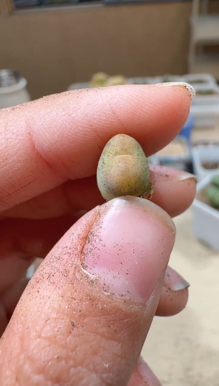 10-130多肉植物肉锥