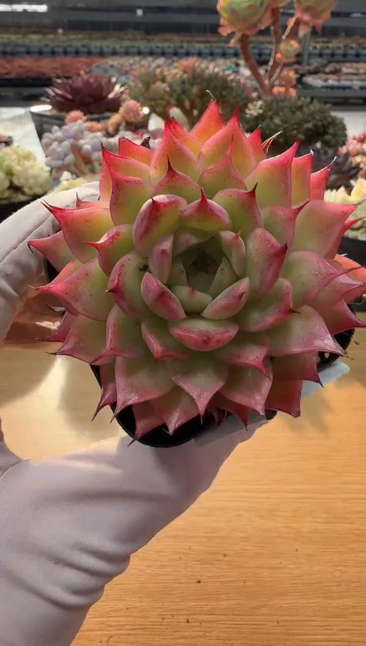 东云多肉园二店-26