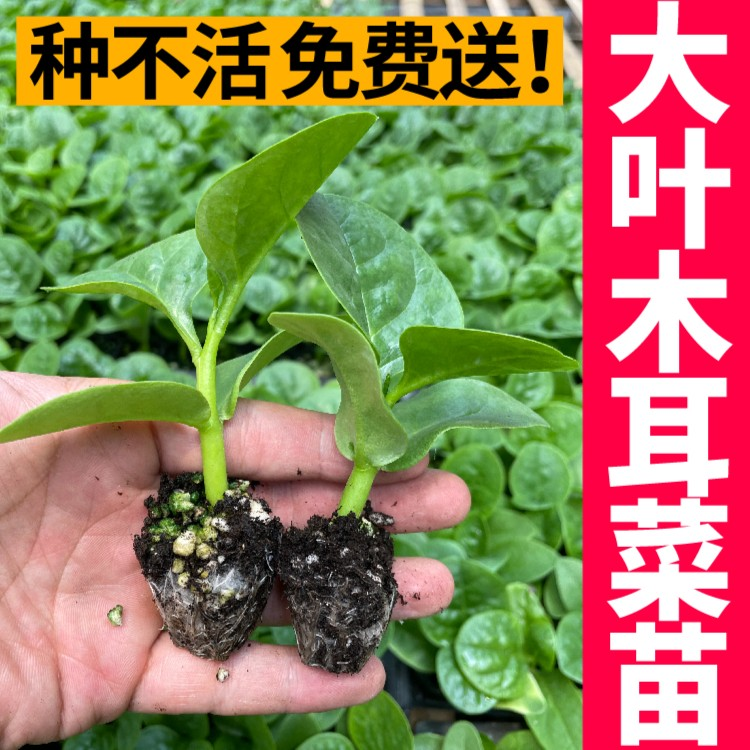 特大圆叶木耳菜苗适合阳台庭院四季春秋阳台盆栽食用蔬菜苗带土