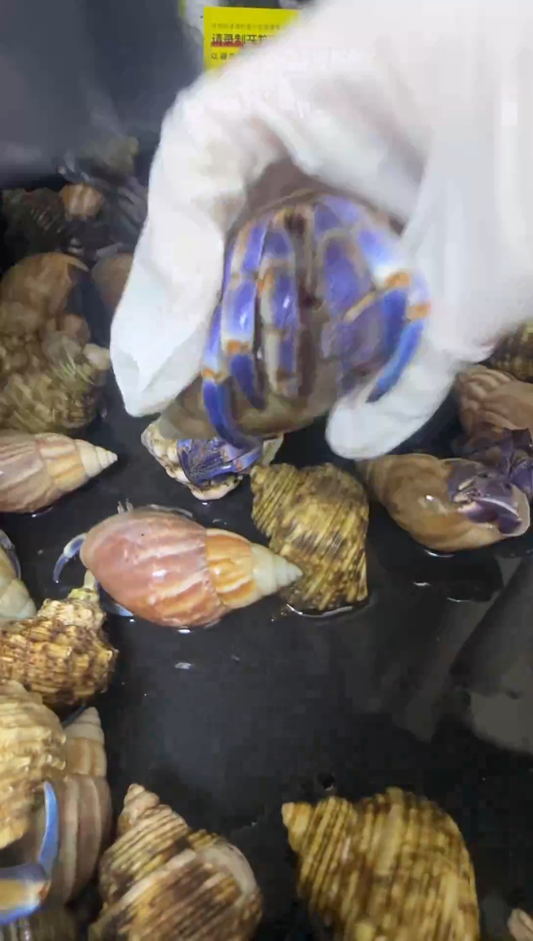 紫陆寄居蟹蓝色竞拍