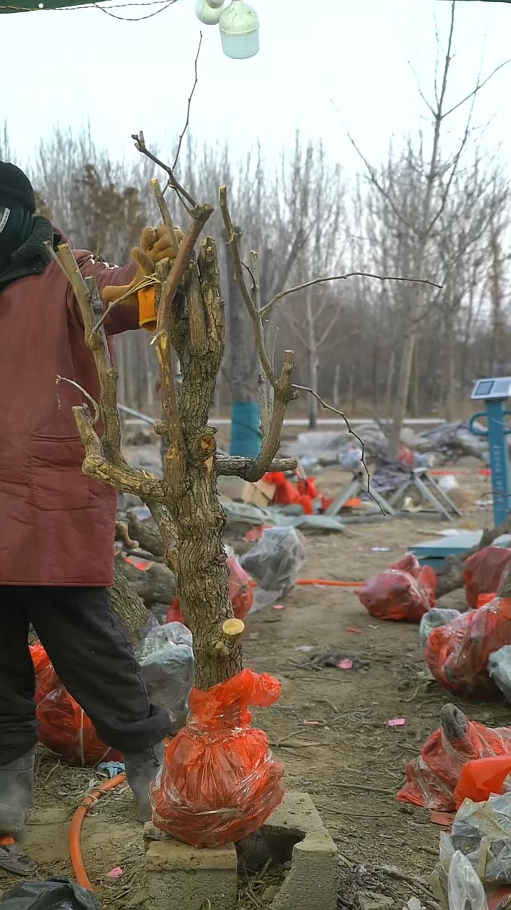 完全开放枣树797