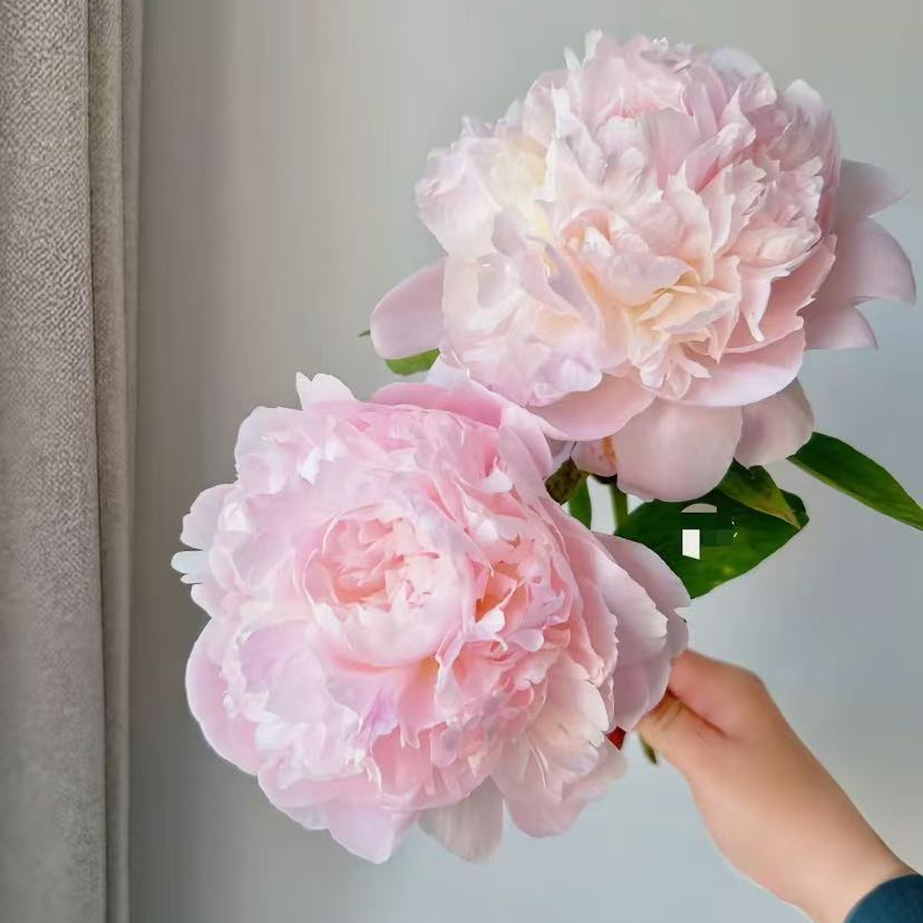 【佛罗伦萨】进口芍药花苗 先发花肥秋季发苗四季易活
