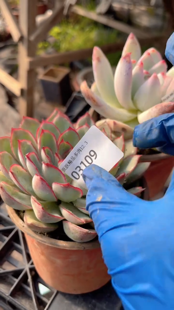 ~****~跃跃精品多肉03109