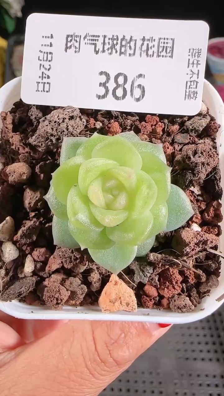 1124-386碧琉璃群生不包整