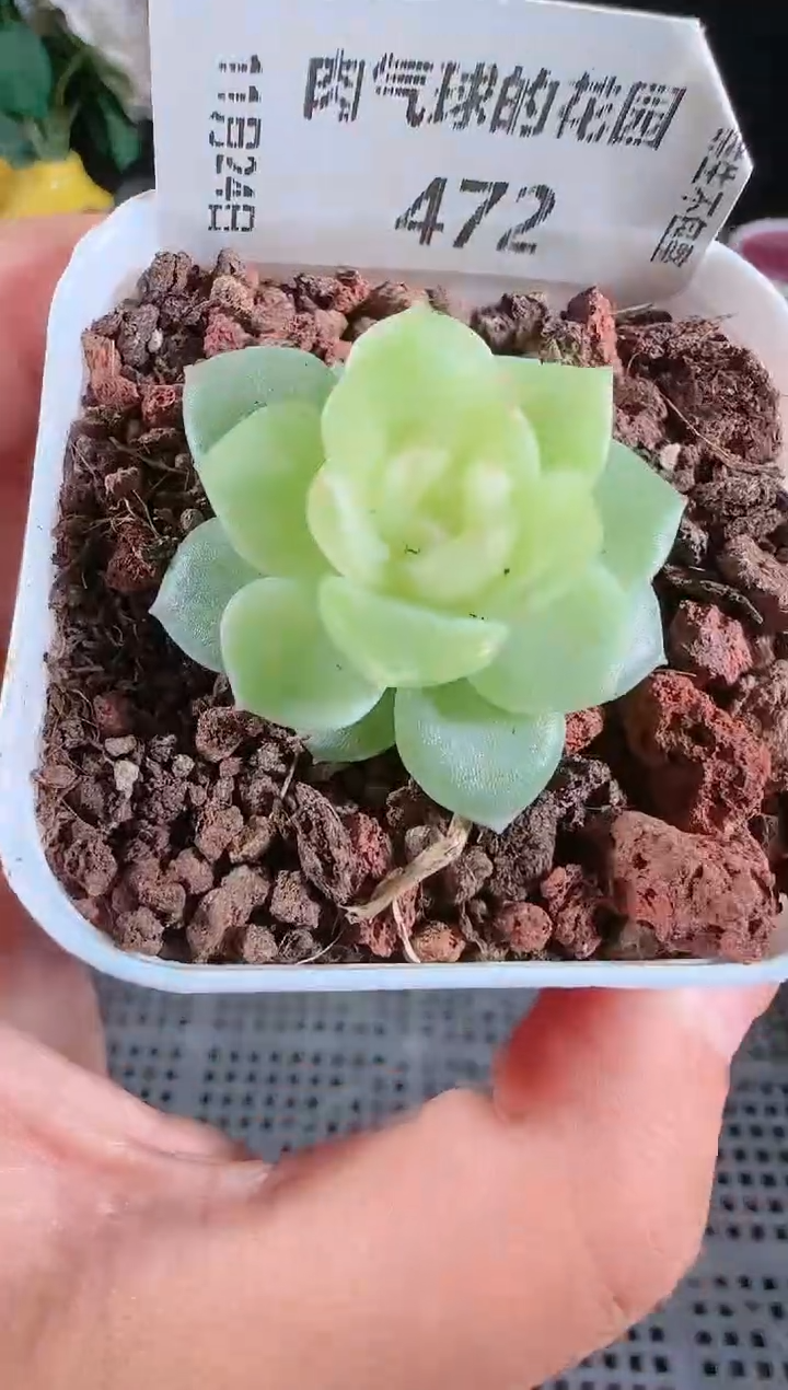1124-472碧琉璃群生不包整