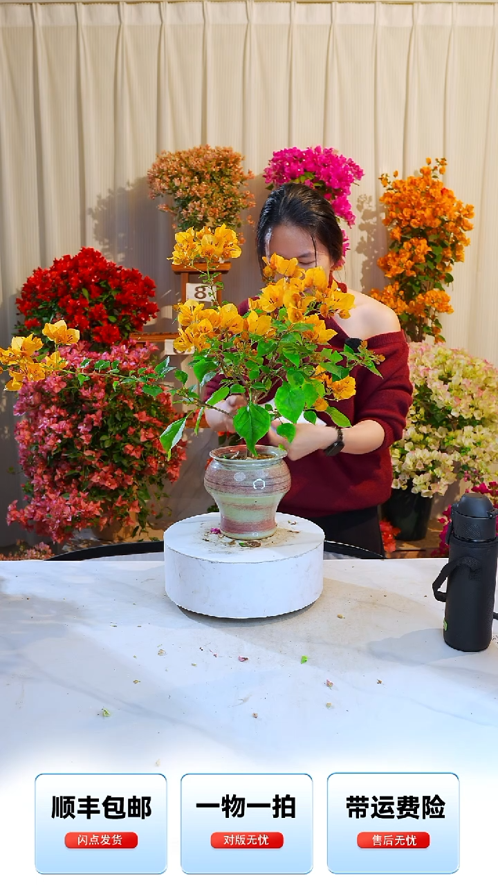 大部分开放少量花苞柠檬黄